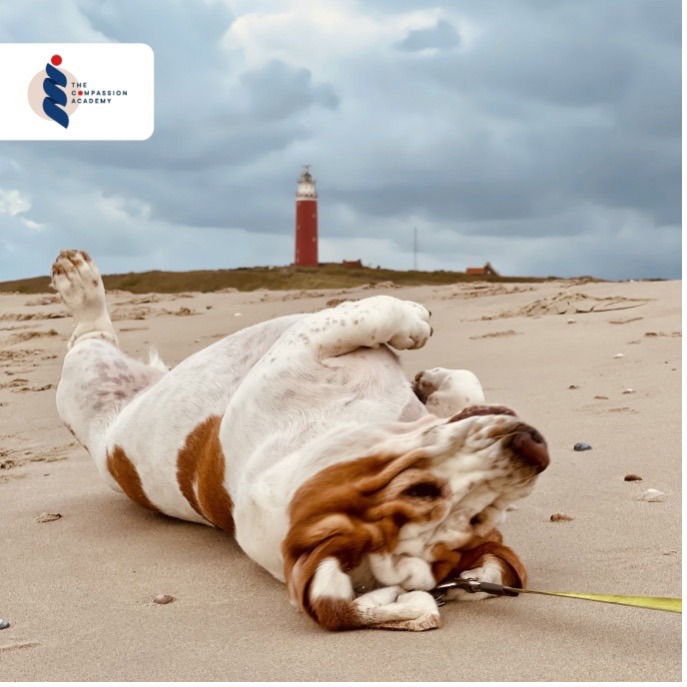 Online communicatietrainingen